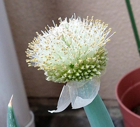 下仁田ネギの葱坊主