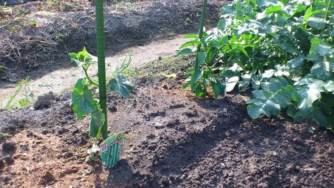 キュウリとエースピーマン