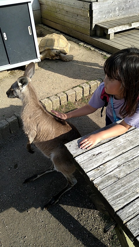 カンガルータッチ①