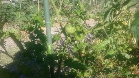 中玉トマト