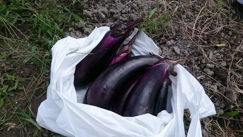 本日の収穫