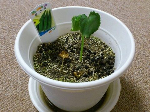 オクラが・・・