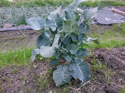 ガースー専用ブロッコリー