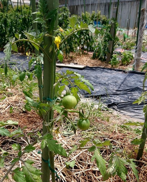 Mr.浅野のけっさく