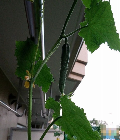 夏すずみ、久しぶりに着果①