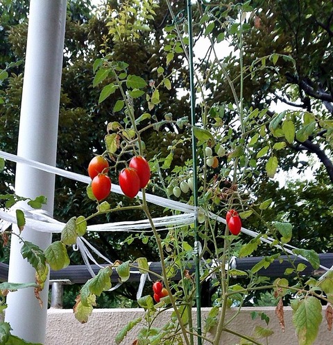 プランターのミニトマトも終焉まじか