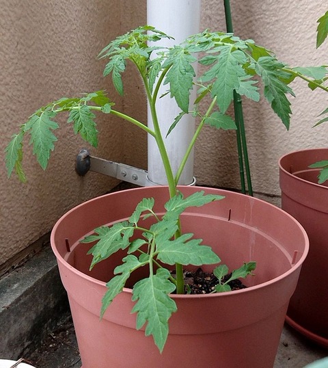 トスカーナ・バイオレット