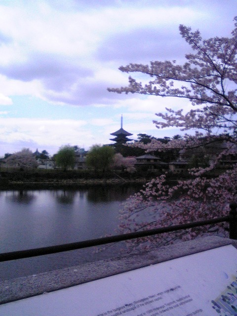 興福寺 五重塔10
