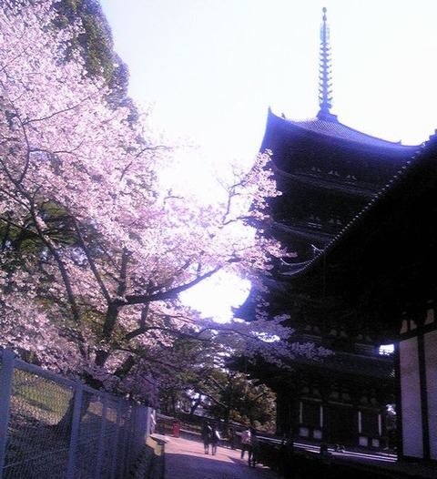 興福寺 五重塔12