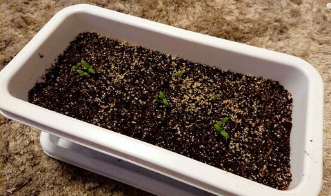 ミニヒメが発芽しました