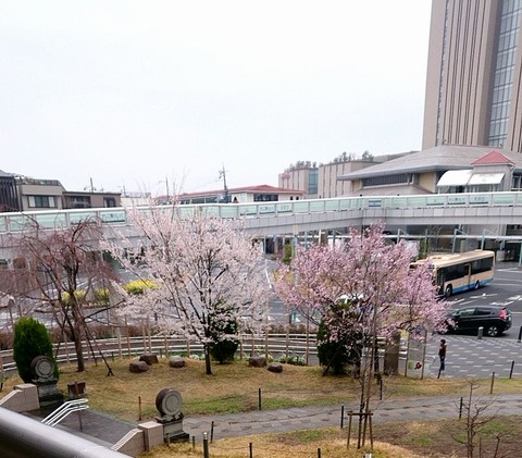 西口ロータリーの櫻