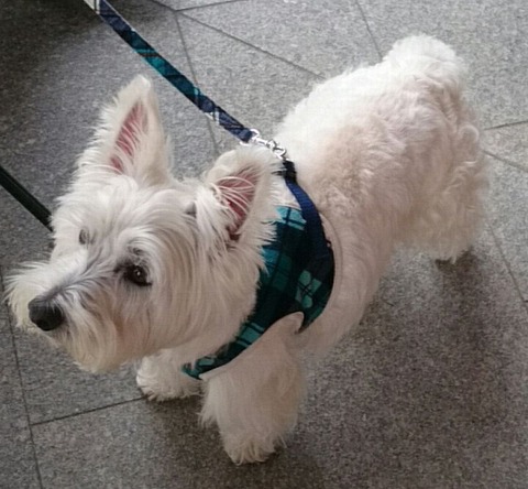 醤油ソフトを狙うガースー