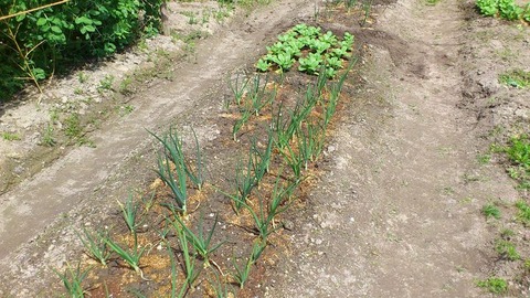 玉葱と青梗菜