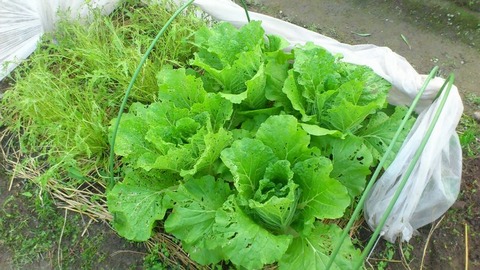 水菜と白菜