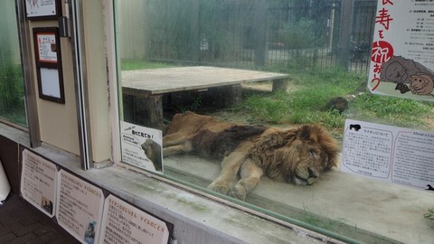 日本最年長のライオン ナイル