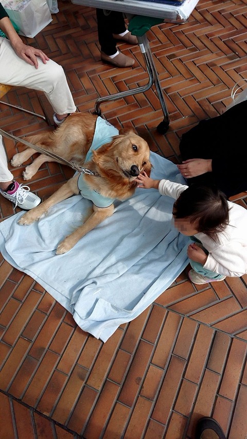 盲導犬をナデナデ②