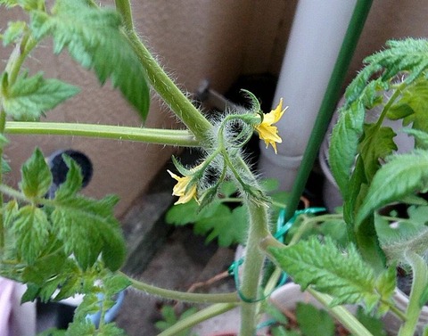 フルティカに着花が始まりました