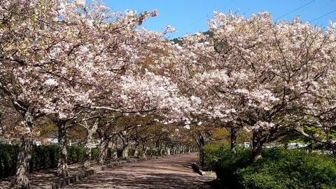 七谷川の櫻②