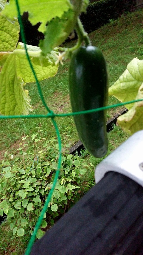 今年12本目の夏すずみ