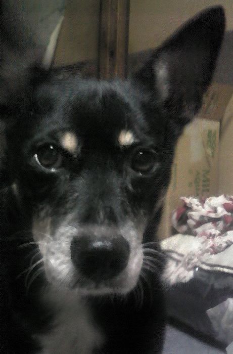 アホ犬