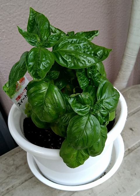 スイートバジル追加 - コピー