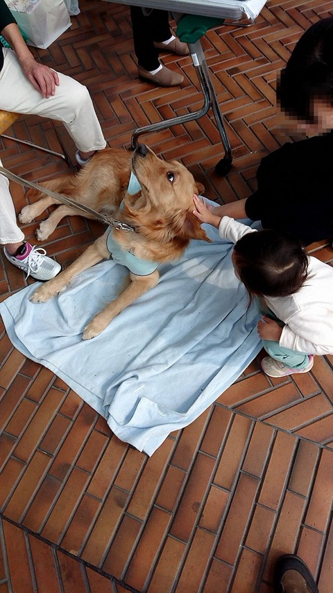 盲導犬をナデナデ