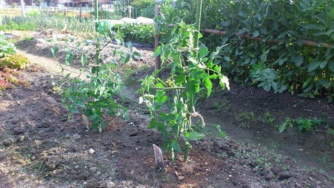 スイートミニとリトルサマーキッス