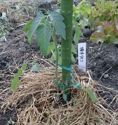 接木アイコ