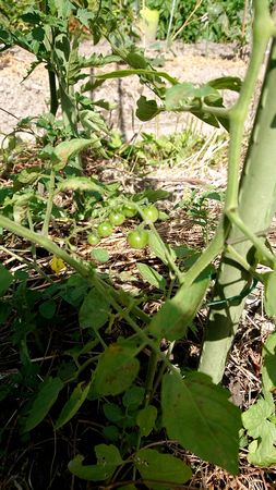 アイコイエロー