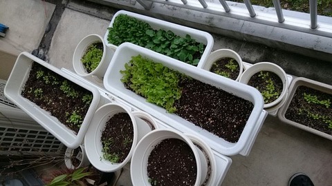 ベランダの整理②