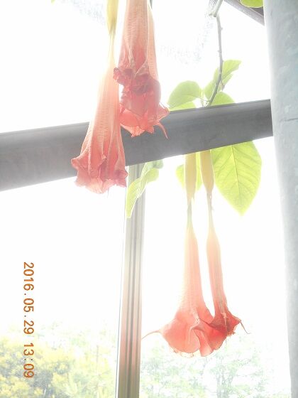東京都薬用植物園 Hideo9872のblog2
