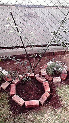 オリーブの木 マンザニロ を地植えした ギリギリ生活