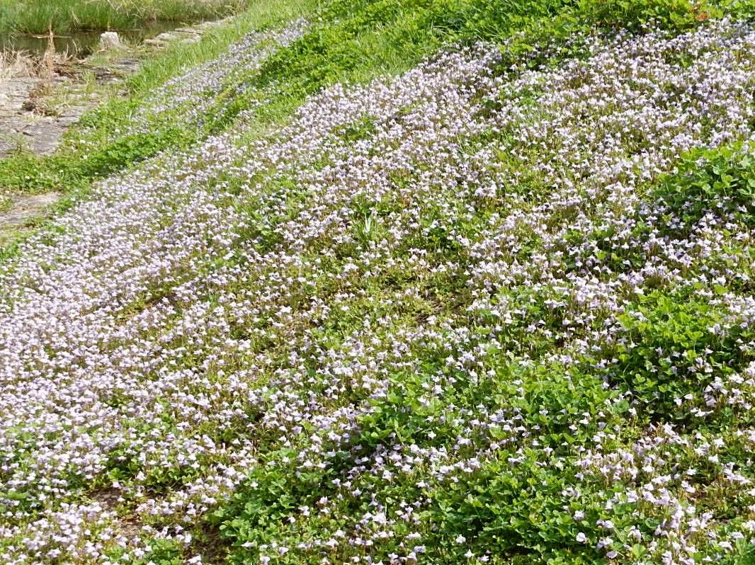Hideさんの好日記 植物観察 Hideさんの好日記 植物観察