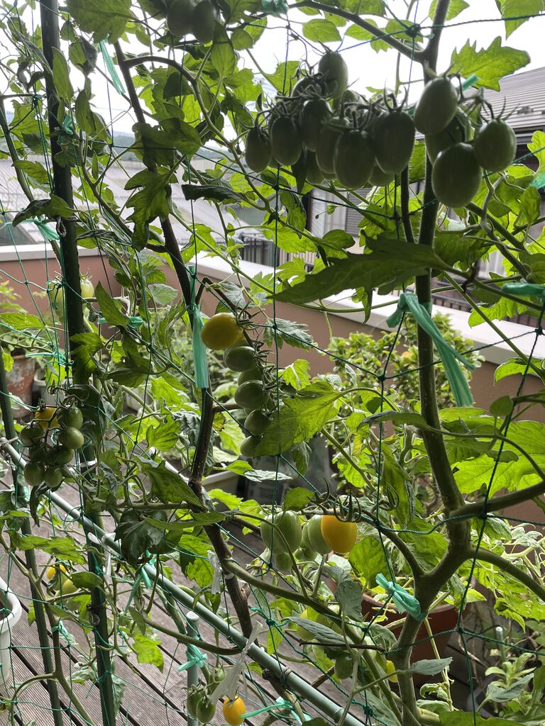 緑のカーテン 涼しい風 ゴウヤの実 熟した黄色いゴウヤの実 朝顔 プチトマト 階段踊り場の鉢植えの花 幸せを生む住まい ひでさんブログ