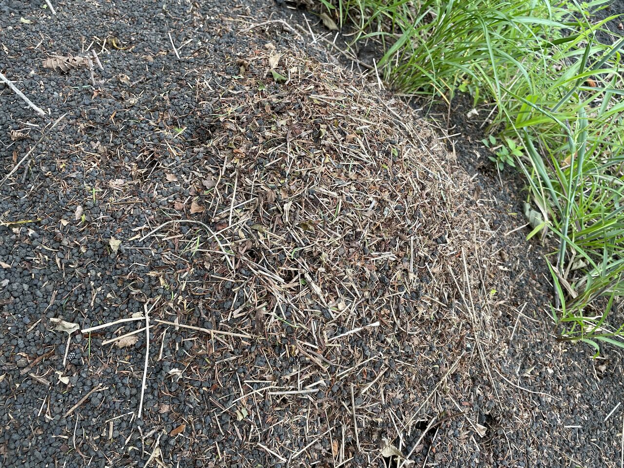 御殿場ライオンズクラブ 環境保全委員会 バッコヤナギ植生調査 蟻塚 検温 リストバンド 北海道 豚丼風おにぎり 皮付きポテト バター味 いわしのスナック 新作アイス 幸せを生む住まい ひでさんブログ