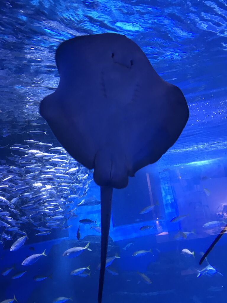 八景島シーパラダイス 鮫の卵 クラゲ イワシ エイ ハタ 亀 カワウソ フラミンゴ 鯉 カピパラ 滝 金魚 雪見大福 コアラのマーチ 幸せを生む住まい ひでさんブログ
