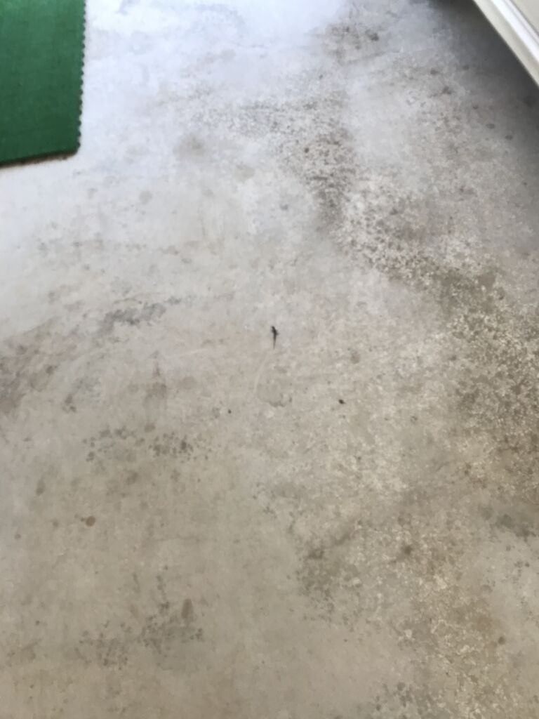 庭の花 トカゲの赤ちゃん お寿司 たらこスパゲティー 饅頭 新作アイス 発酵バターアイス Parmピスタチオ マミーヨーグルト 幸せを生む住まい ひでさんブログ