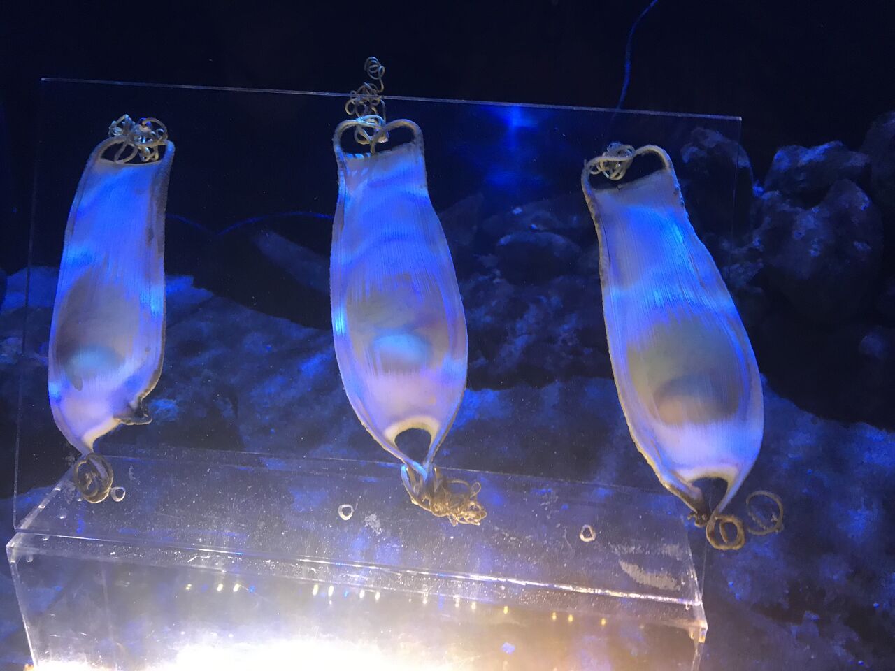 八景島シーパラダイス 鮫の卵 クラゲ イワシ エイ ハタ 亀 カワウソ フラミンゴ 鯉 カピパラ 滝 金魚 雪見大福 コアラのマーチ 幸せを生む住まい ひでさんブログ 八景島シーパラダイス 鮫の卵 クラゲ イワシ エイ ハタ 亀 カワウソ フラミンゴ 鯉 カピパラ 滝 金魚 雪見大福 コアラのマーチ 幸せを生む住まい ひでさんブログ