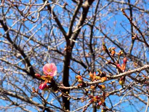 IMG_5459