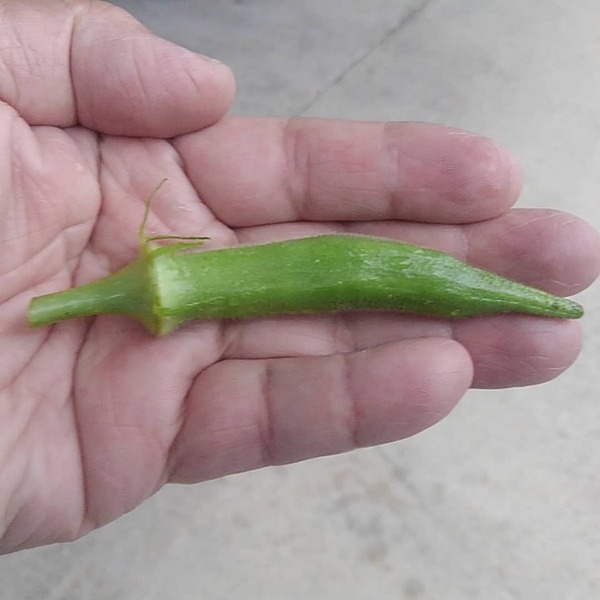 IMG_20200709_070705_137