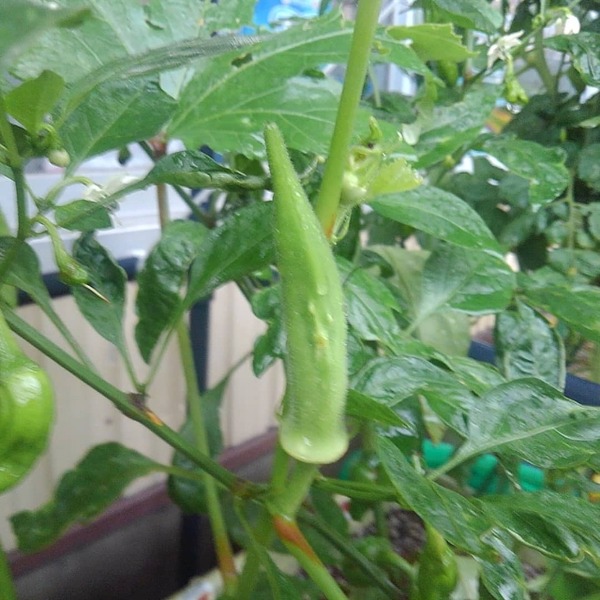 IMG_20200709_070705_131