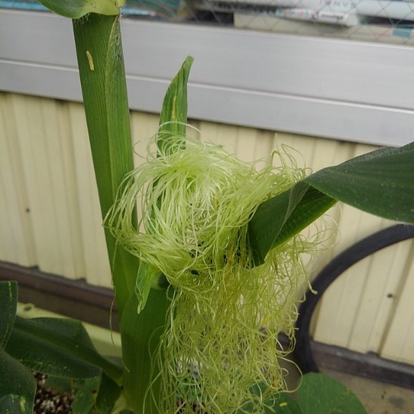 IMG_20200622_161514_589