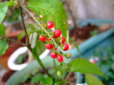 花の実