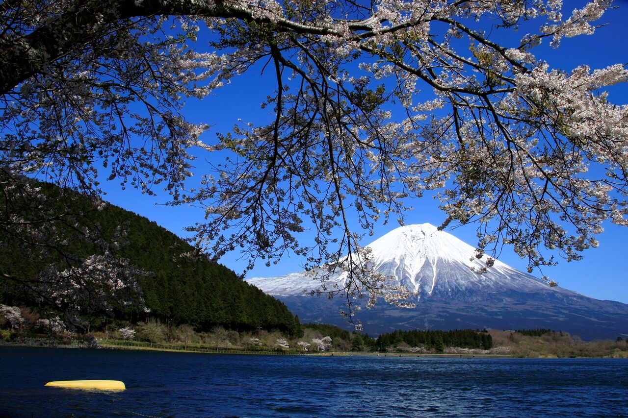 田貫湖の桜 Hideさんの写真のblog 田貫湖の桜 Hideさんの写真のblog