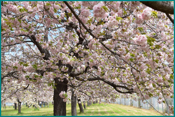 17 晩春 小布施桜提の八重櫻 楽園探しの隠居旅 17 晩春 小布施桜提の八重櫻 楽園探しの隠居旅