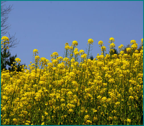 晩春 木島平の菜花 楽園探しの隠居旅