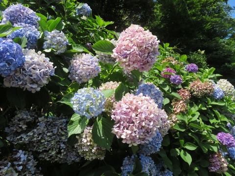 oji_ajisai