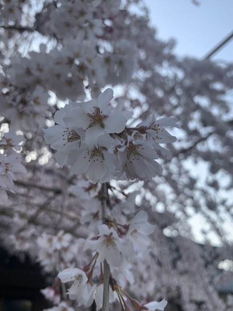 15B3506B-1329-451D-93C1-AE063A2D86B0