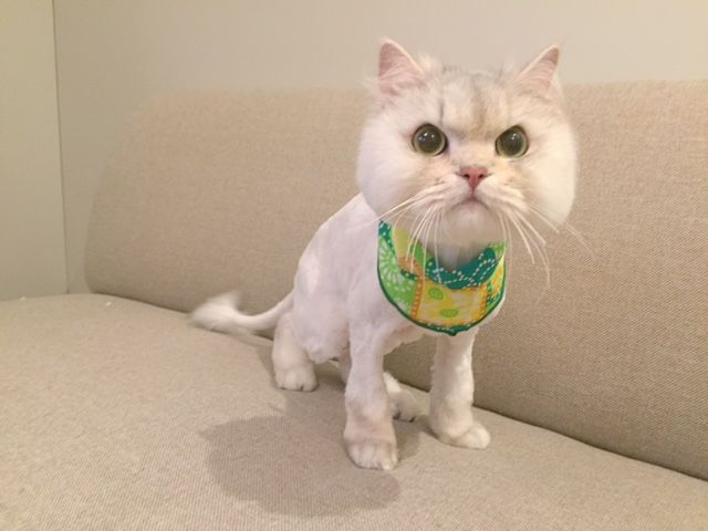 猫ちゃんのカット しゅうくん Hiff Cafe トリミングブログ 猫ちゃんのカット しゅうくん Hiff Cafe トリミングブログ