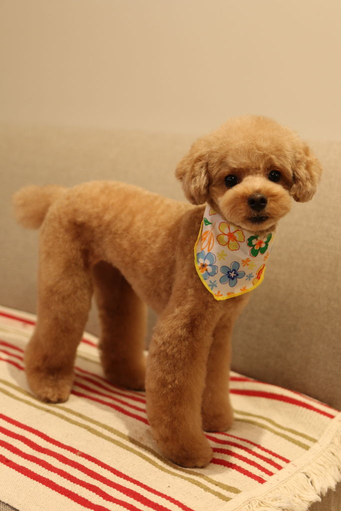 トイプードルのしっぽちゃん Hiff Cafe トリミングブログ